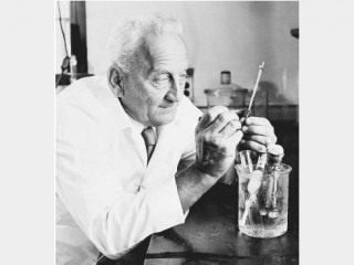 albert szent-gyorgyi albert szent-gyorgyi