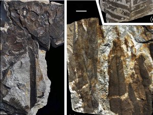 China\'s 298-Million-year-old fossilized forest showcased in great photos biography China\'s 298-Million-year-old fossilized forest showcased in great photos biography
