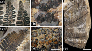 China\'s 298-Million-year-old fossilized forest showcased in great photos