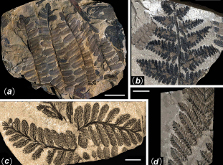 China\'s 298-Million-year-old fossilized forest showcased in great photos biography China\'s 298-Million-year-old fossilized forest showcased in great photos biography